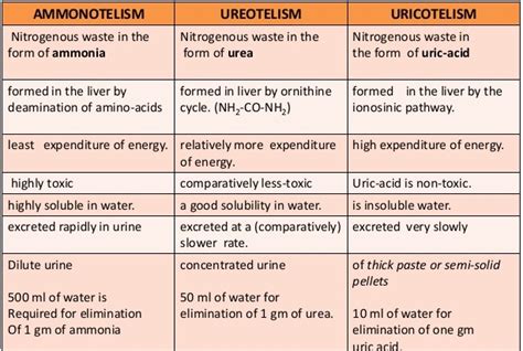 Excretion The A Level Biologist Your Hub