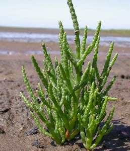 justcooking.in - Food Dictionary - Greens - Salicornia