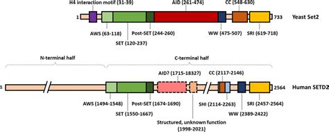 Overview Of The Protein Domains Of Budding Yeast Set2 And Human SETD2