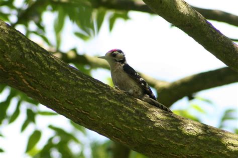 Lesser Spotted Woodpecker