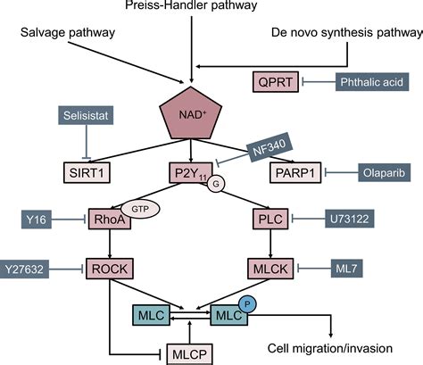 Frontiers Quinolinate Phosphoribosyltransferase Promotes Invasiveness