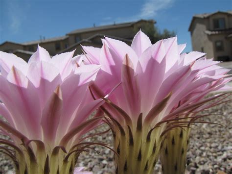 Pink Cactus Flowers | Cactus flowers, Cactus, Bloom