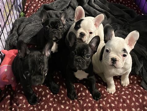 french bulldog gisborne petsforhomes