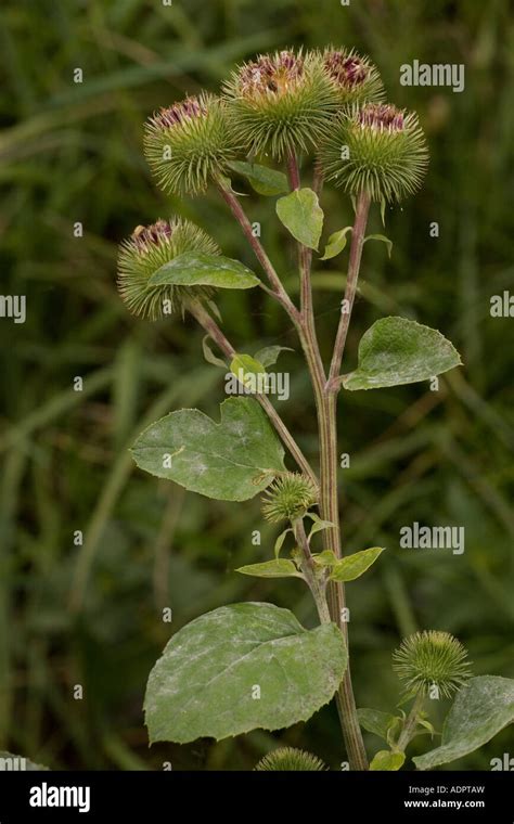 Greater Burdock Arctium Lappa On The Somerset Levels Stock Photo Alamy