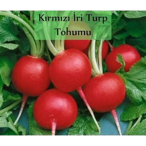 Zencefil Organik Kırmızı Turp Tohumu 1 Paket 10GR 1000 Fiyatı