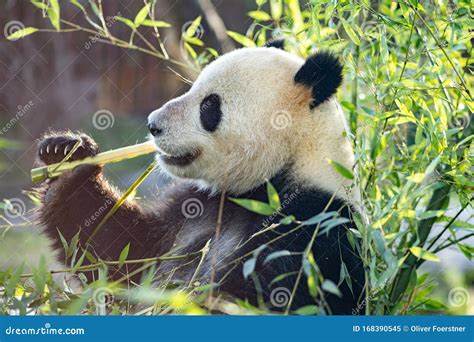 Panda in Copenhagen Zoo stock image. Image of garden - 168390545