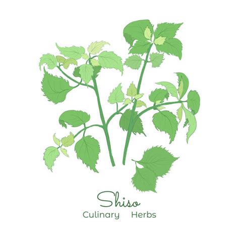 440 Shiso Stock Illustrations Royalty Free Vector Graphics And Clip Art