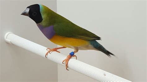 Part Gouldian Finch Breeding Planet Aviary Love Birds Beautiful