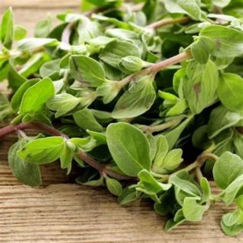 Green Marjoram Herb Packaging Type Packet Packaging Size 300 Gm At