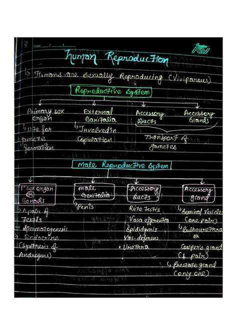 Solution Male Reproductive System Human Reproduction Neet Ug Studypool