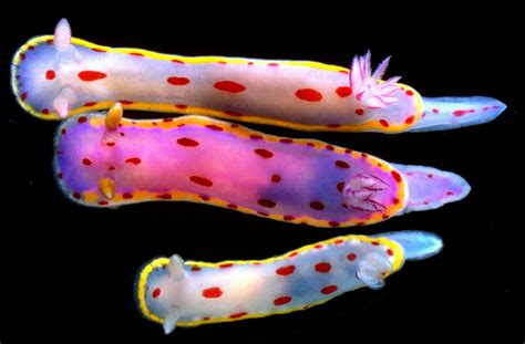 Download Colorful Sea Slugs Display Wallpaper