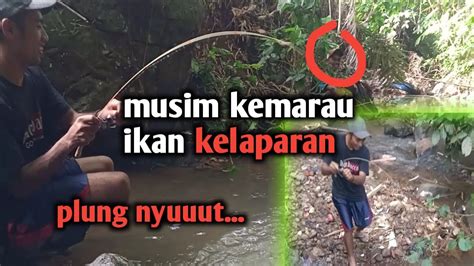 Mancing Di Musim Kemarau Ikan Nya Pada Lapar Youtube