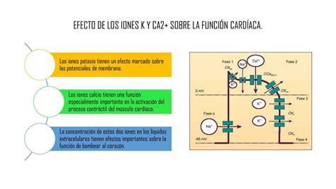 Efecto De Los Iones K Y Ca Sobre La Funci N Cardiaca Alguien Udocz