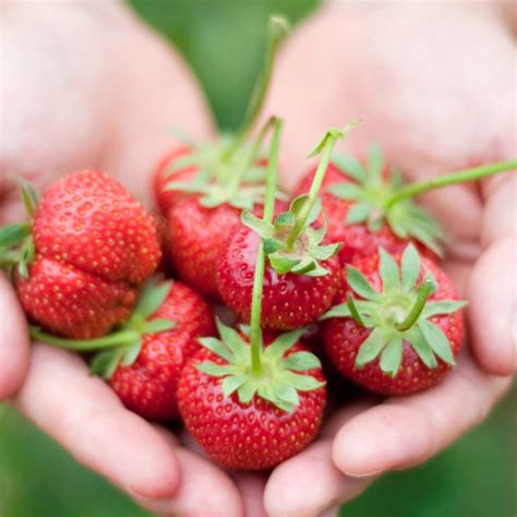 Strawberry Plant Article Archives – Strawberry Plants