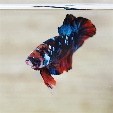 The Exotic Live Male Galaxy Koi Halfmoon Plakat HMPK Tail Siamese