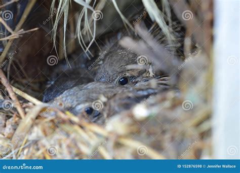 Baby sparrow bird in nest stock photo. Image of aves - 152876598