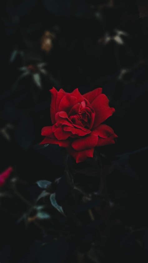 √ Dark Red Roses Wallpaper