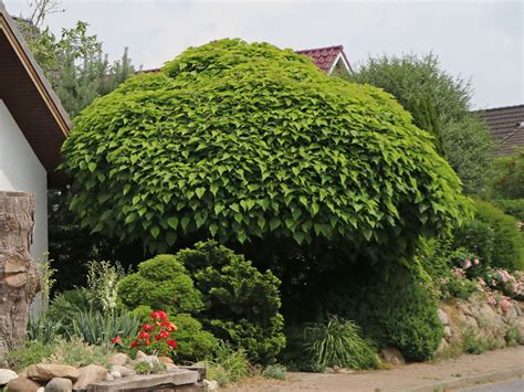 Kugel Trompetenbaum Nana Catalpa Bignonioides Nana Baumschule