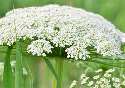 Вёх (69 фото) » НА ДАЧЕ ФОТО
