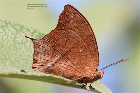 Another rare butterfly: Angled Leafwing - Birds and Blooms