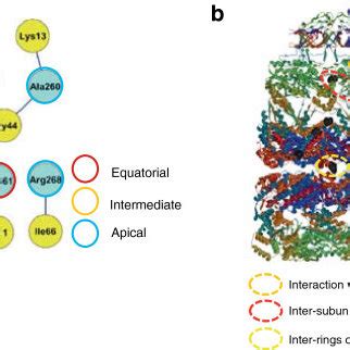 Coevolution between GroES and GroEL. The network of residues involved ...