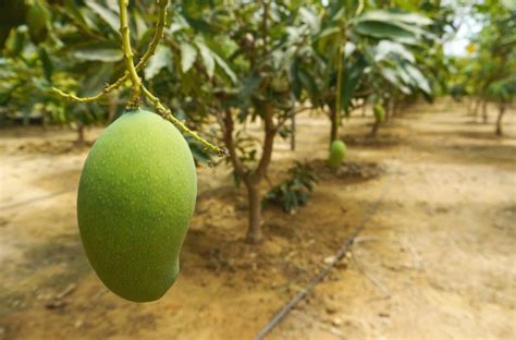 Cultivo De Mangos En Condiciones De Invernadero Horti Generation