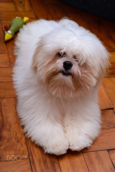 Sheldon Sp 28022015 Lhasa Apso Lhasa Cute Dogs