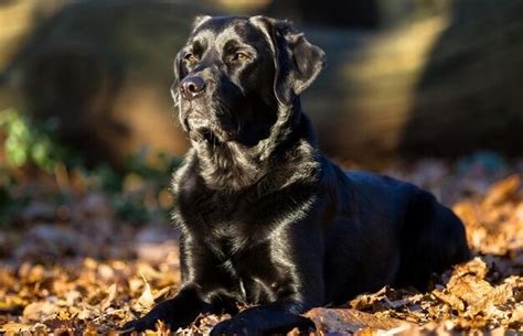 C O Preto Da Ra A Labrador No Parque De Outono Foto Premium