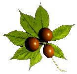 Free Buckeye Leaf Cliparts, Download Free Buckeye Leaf Cliparts png ...