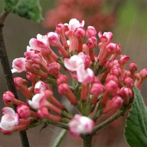 Korean Spice Viburnum Plant Addicts