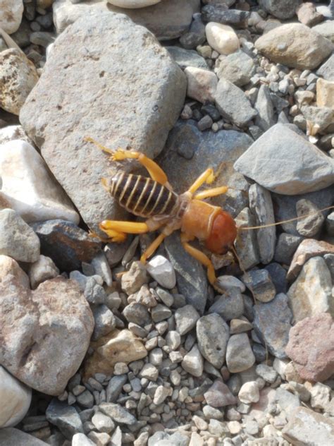Massive bug found in mountains outside of Death valley. : r/whatisthisthing