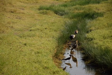 Free Images Grass Marsh Wilderness Meadow Prairie Wildlife