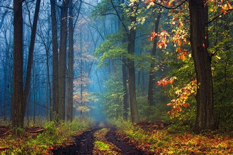 Tapety światło słoneczne drzewa krajobraz spadek odchodzi Natura