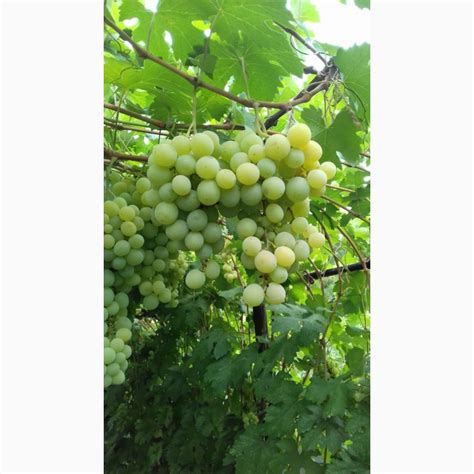 Продам виноград с куста, купити виноград с куста — Agro-Ukraine