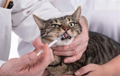 Enfermedades respiratorias de los Gatos Síntomas y tratamientos