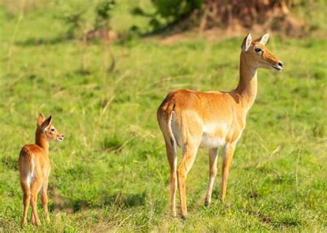 74 Types of African Antelope (And 56 Subspecies) Full Guide | Storyteller Travel