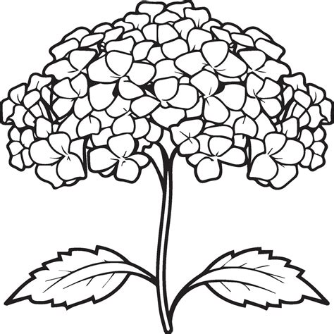 Hydrangea Coloring Pages Hydrangea Flower Outline For Coloring Book