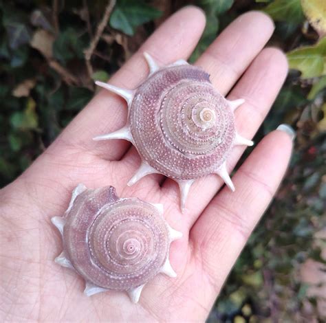 Rare Sea 3cm Natural Conch Shell Snail Natural Conch Natural | Etsy