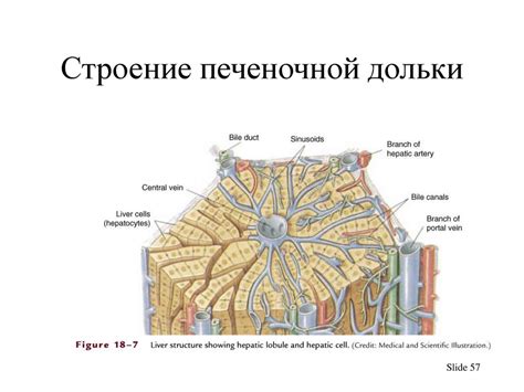 1-2-3 Лекція Будова та розвиток очеревини, плнври та перикарда ...