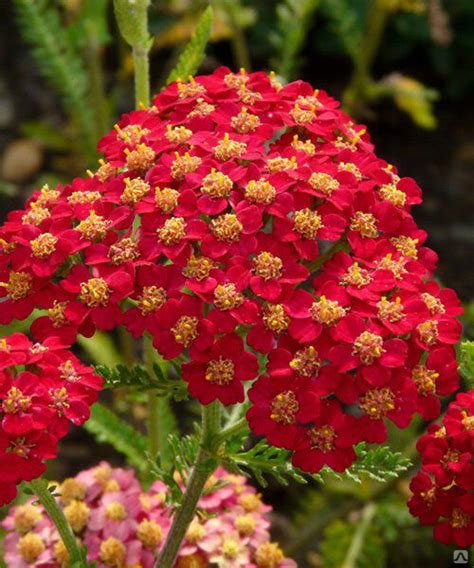 Тысячелистник обыкновенный Флауэрбраст Ред Шейдс (Achillea millefolium ...