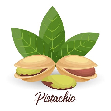 Premium Vector Pistachios In Shell And Peeled On A White Background