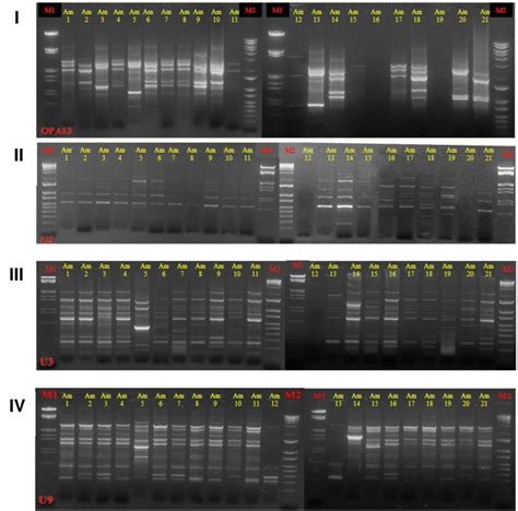 Gel Eletrophoresis Of The Rapd Amplified Products From A Mali Obtained