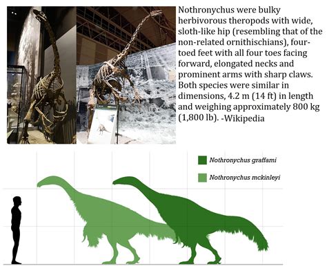 Nothronychus Graffami