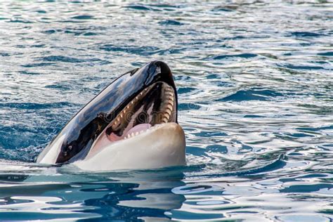 Detail View from a Orca with Open Mouth Stock Image - Image of marine ...