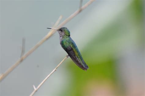 Trochilidae Brillant Fer De Lance Mindo Equateur Gabriel Normand