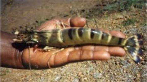 Giant Alien Tiger Prawns Invade Gulf Threaten Shrimp Population