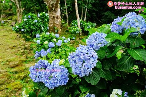 苗栗南庄景點｜高山青鱘龍鱒魚農場繡球花正美麗｜亞莎崎 亞莎崎的 馨鮮逸文苑 創作旅行美食 Udn部落格