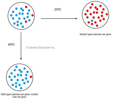 Genetic Mutations Definition Types Causes And Examples Genetic