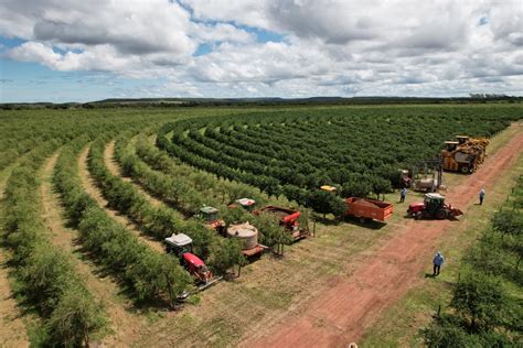 The Amway Nutrilite Farm And Sustainability In Brazilian Agribusiness