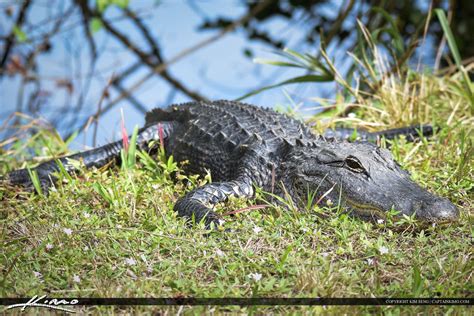 Florida Alligators January 2015